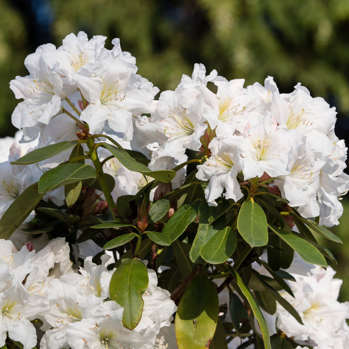 Azalea, 'Delaware Valley White' - 1 Gallon Pot