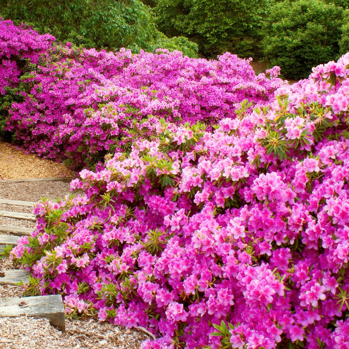 Azalea 'Karen' - 1 Gallon Pot