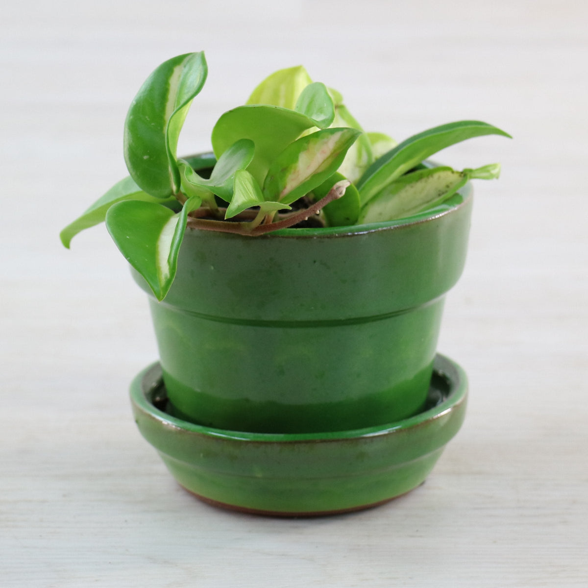 3 Piece Set - Glazed and Ready, 4" Glazed Ceramic Pots