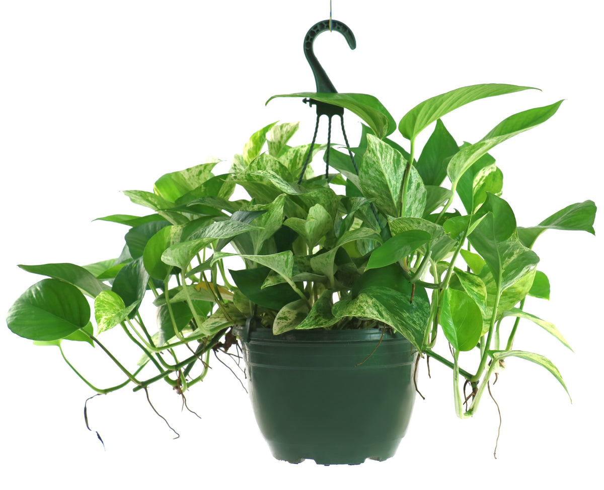 Epipremnum 'Marble Queen' Pothos - 10" Hanging Basket