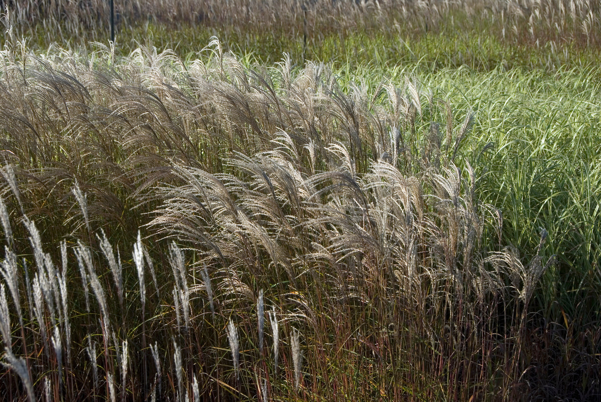 Miscanthus sinesis Adagio - 4" Pot