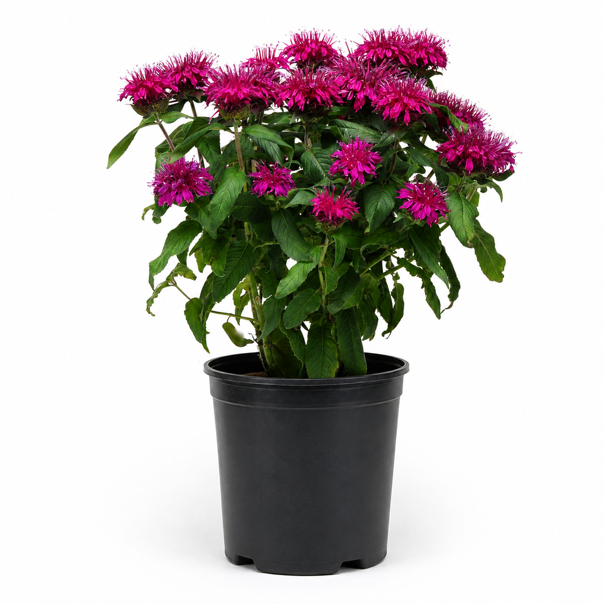 Monarda 'Balmy Pink' - 1 Gallon Pot