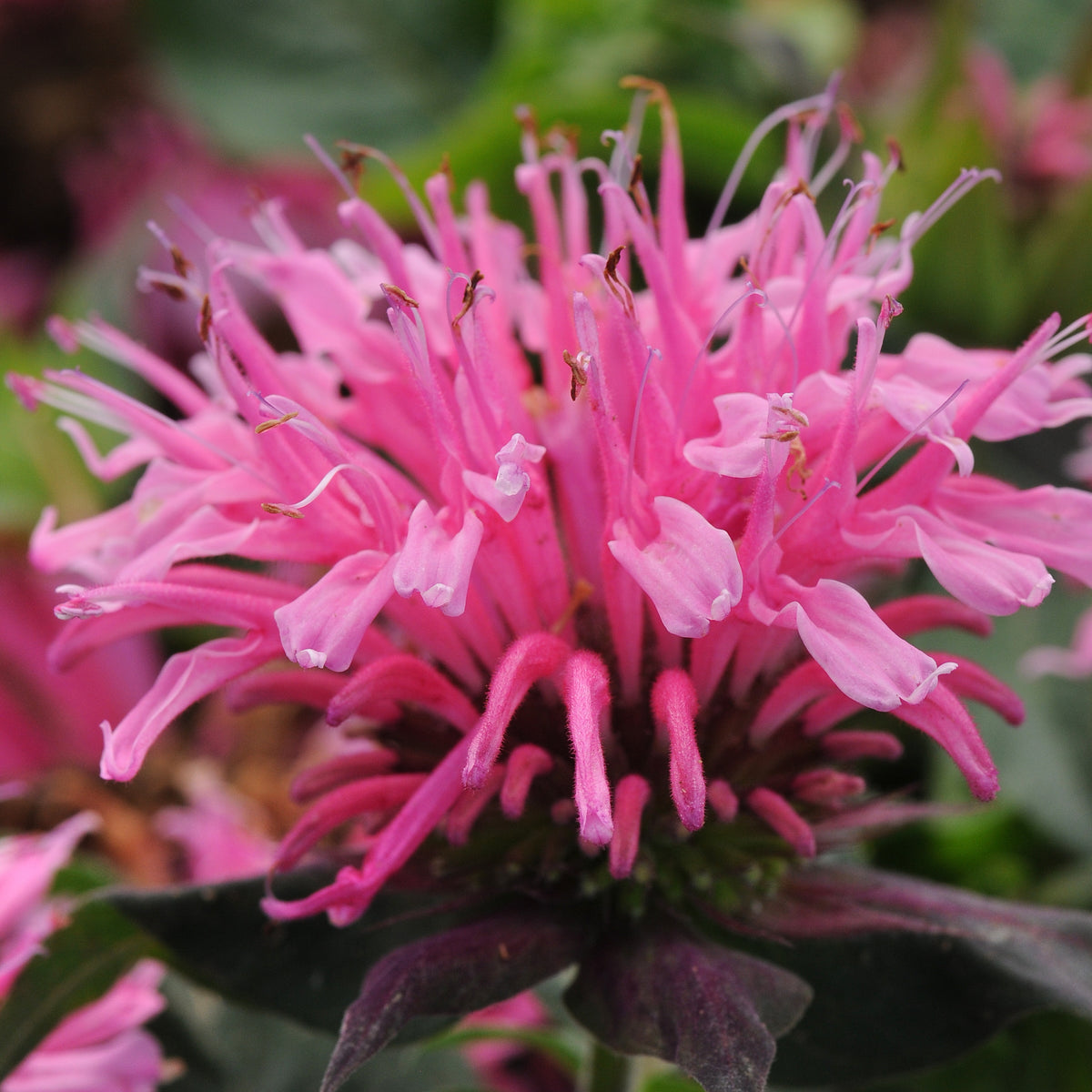 Monarda 'Balmy Pink' - 1 Gallon Pot