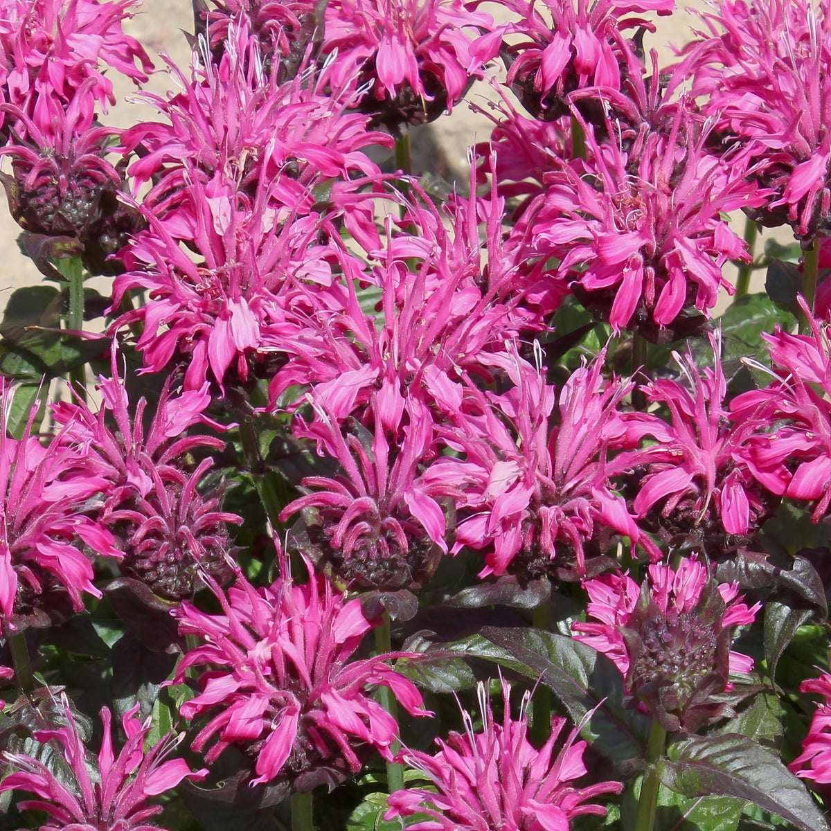Monarda 'Balmy Pink' - 1 Gallon Pot