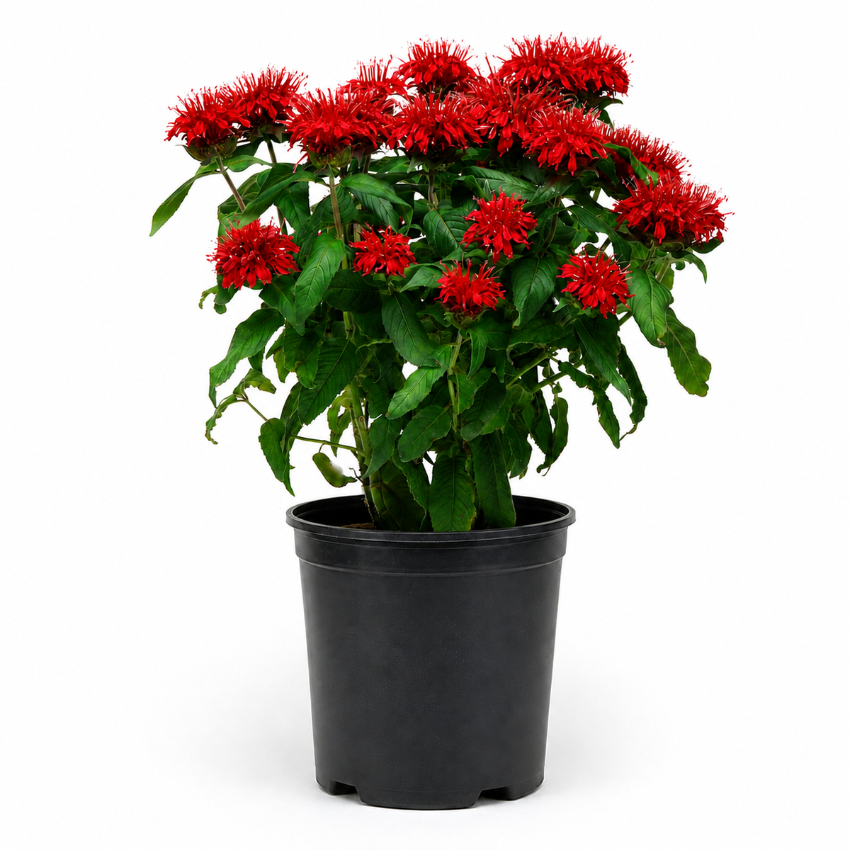 Monarda 'Fireball' - 1 Gallon Pot