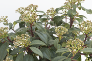 Viburnum Moonlit Lace - 3 Gallon Pot