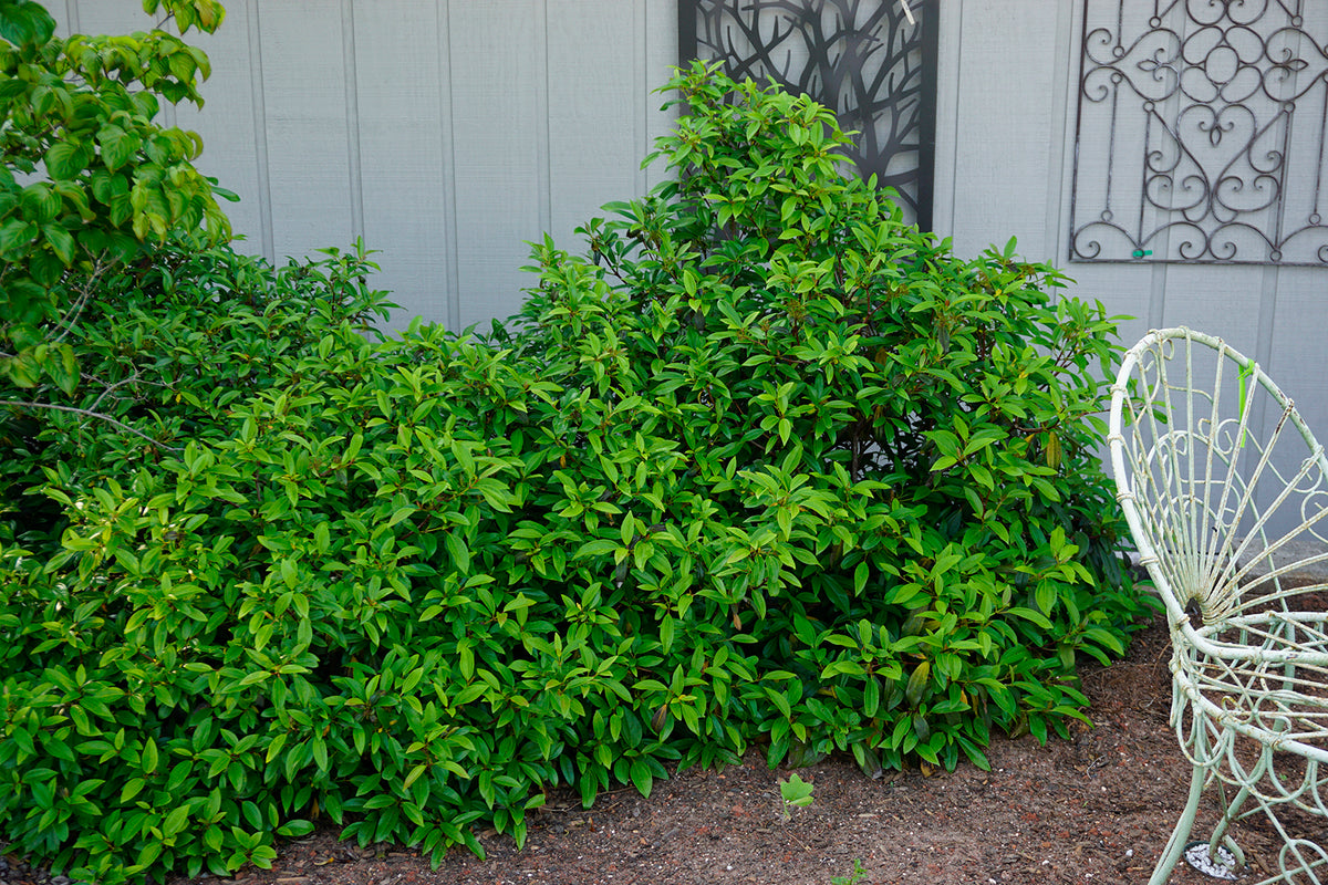 Viburnum Moonlit Lace - 3 Gallon Pot