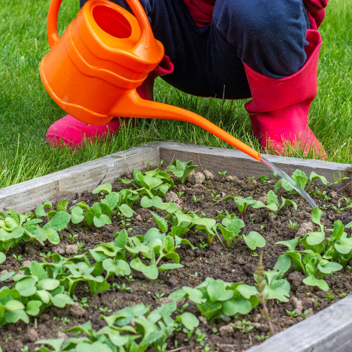 NPK+™ Fertilizer Pods for Fruits & Vegetables (15N-10P-30K)