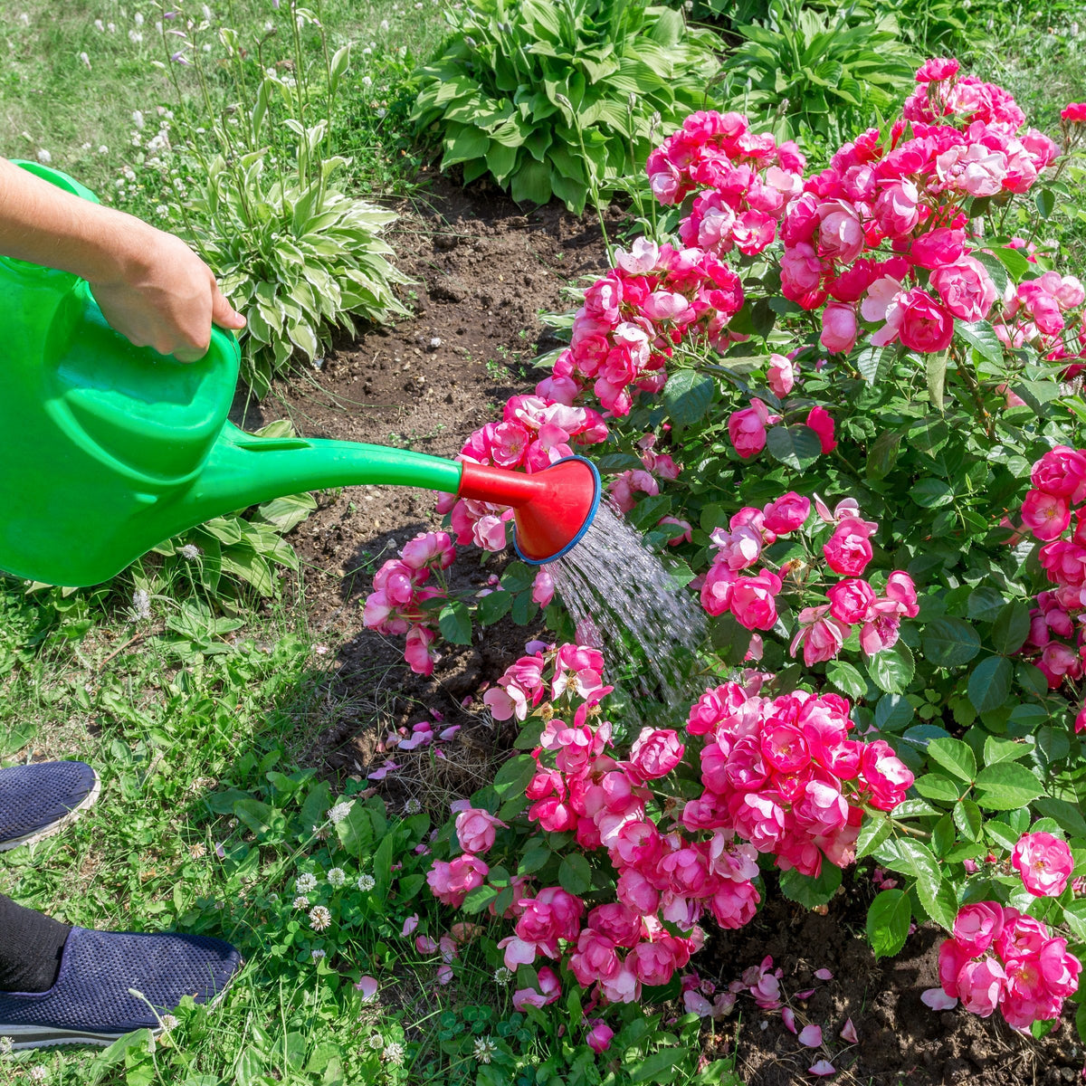 NPK+™ Fertilizer Pods for Roses (18N-24P-18K)