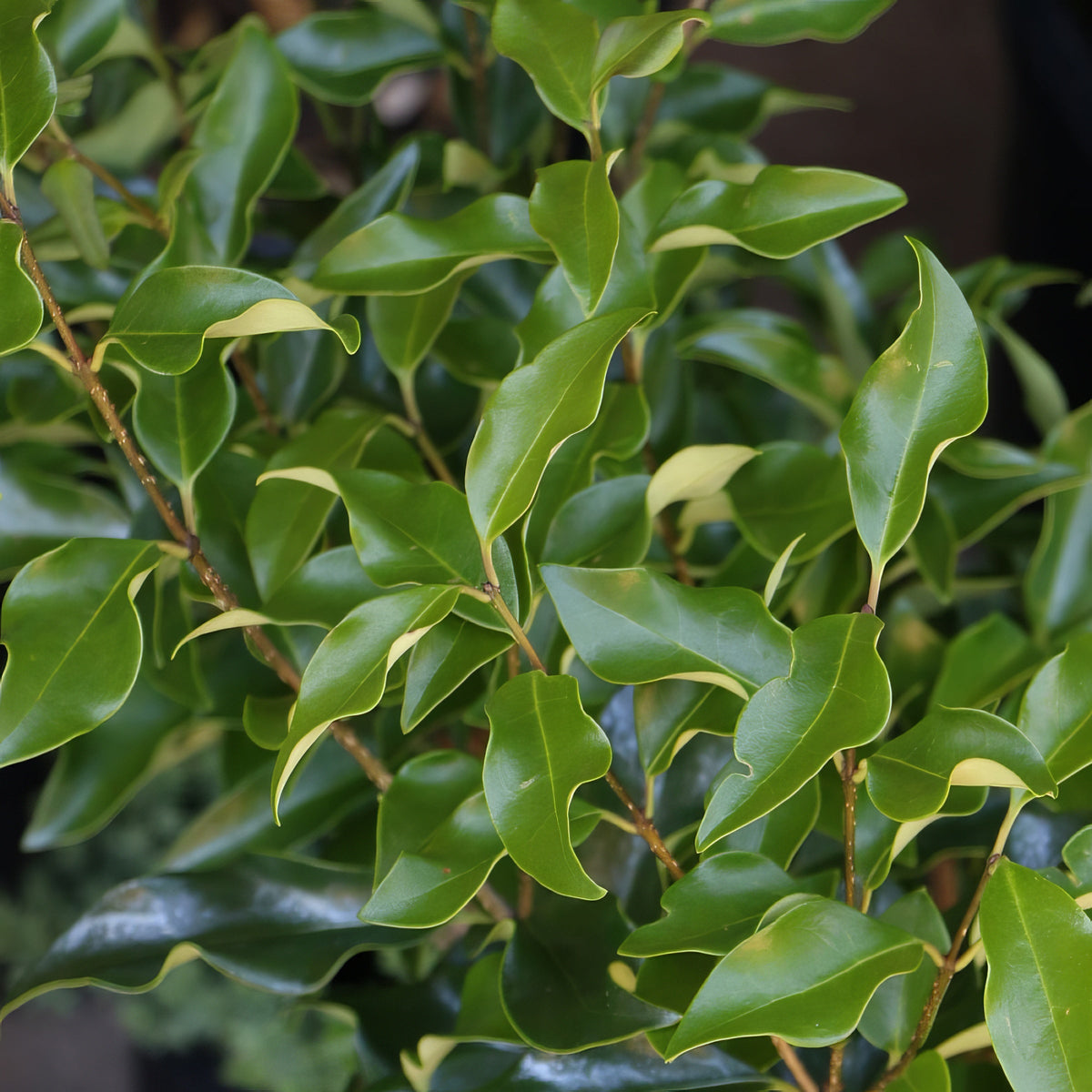 Ligustrum Curly Leaf, Evergreen Flowering Shrub - 1 Gallon Pot