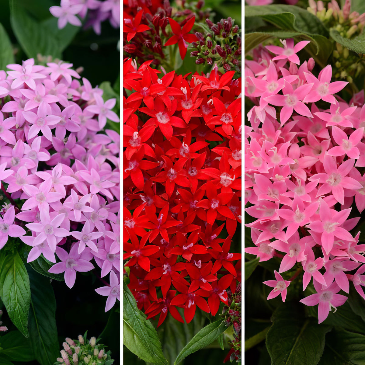 Penta 3n1 'Star Bright Mix' - 4" Pot