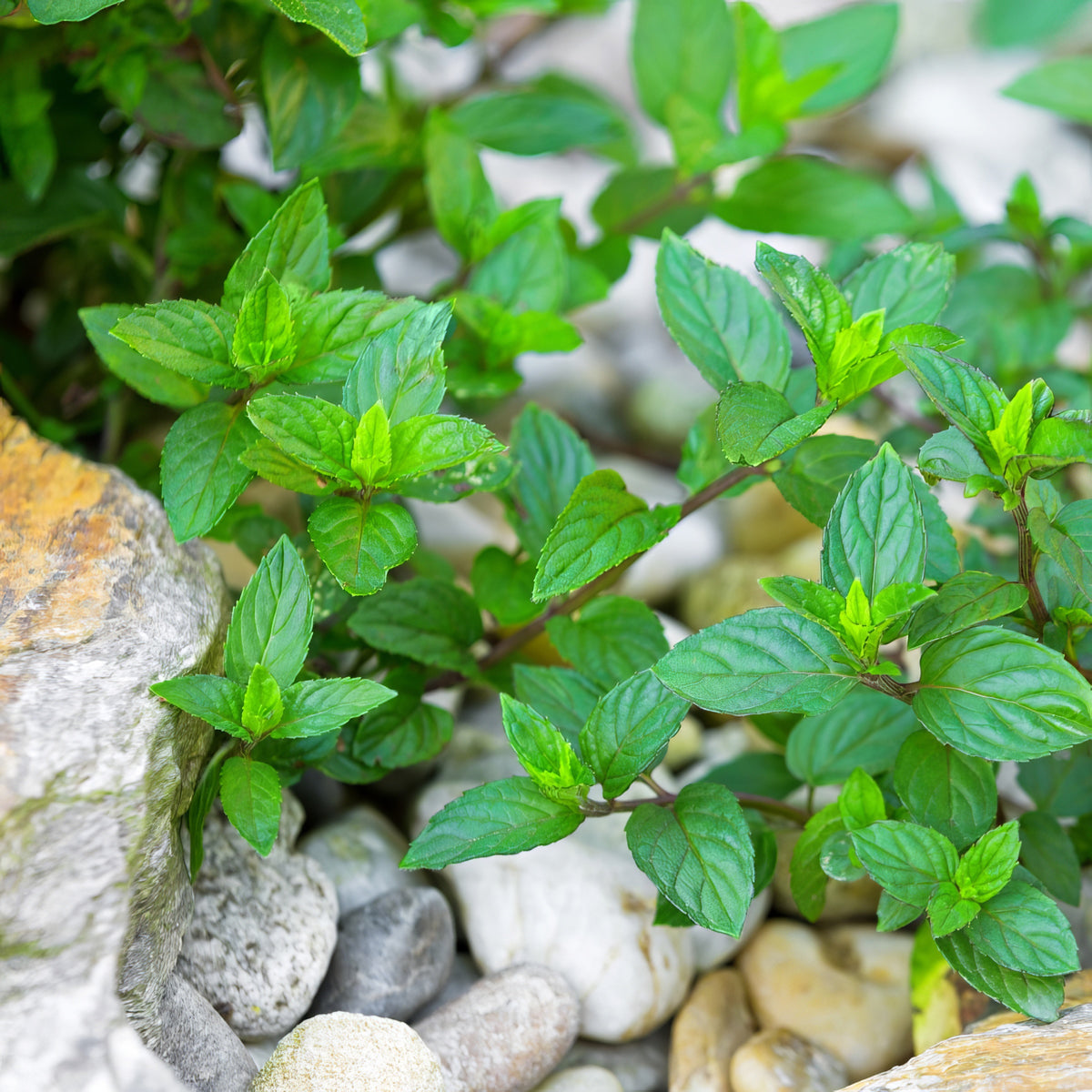 Mentha Chocolate Mint - 4" Pot
