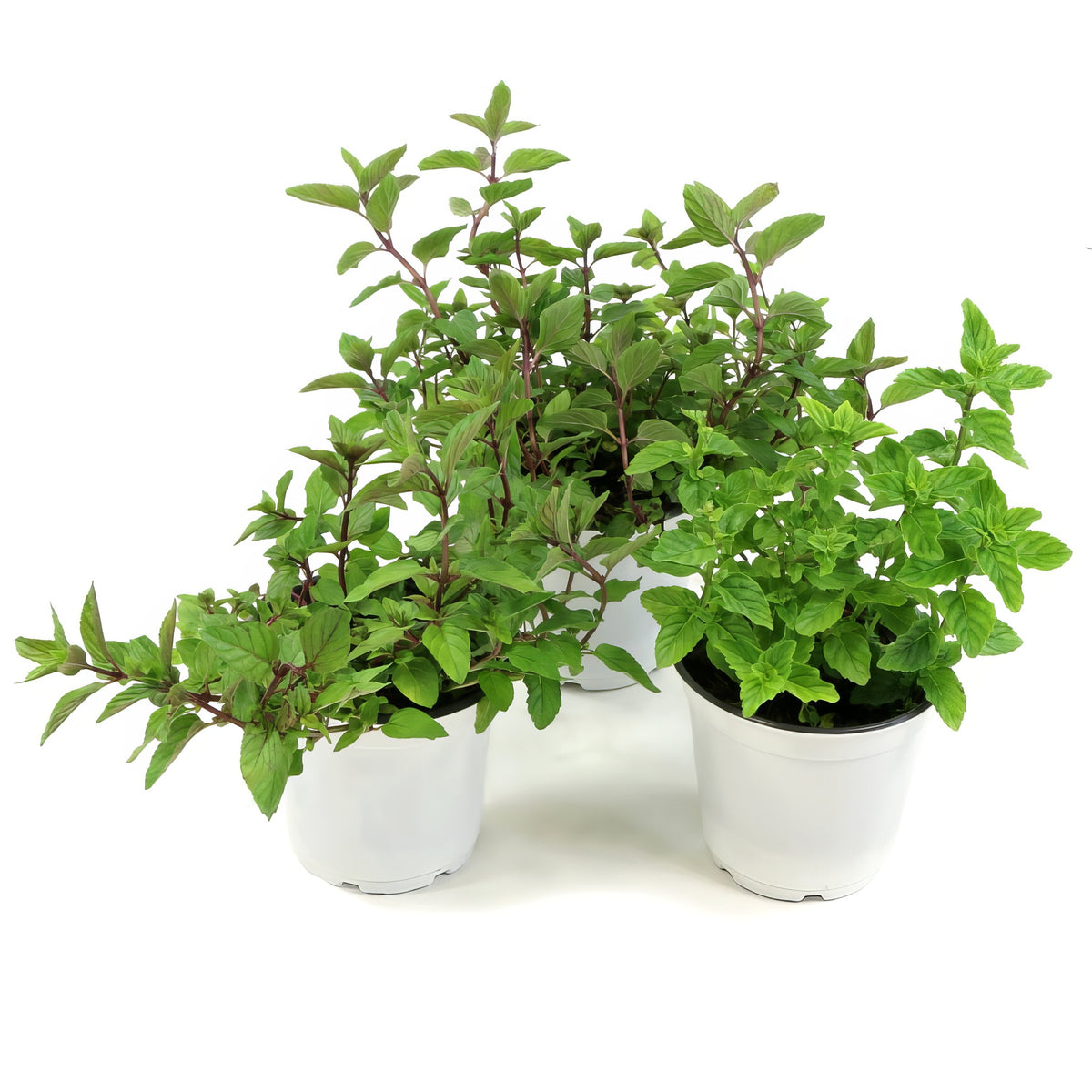 3 Piece Mint Medley - 4" Pot