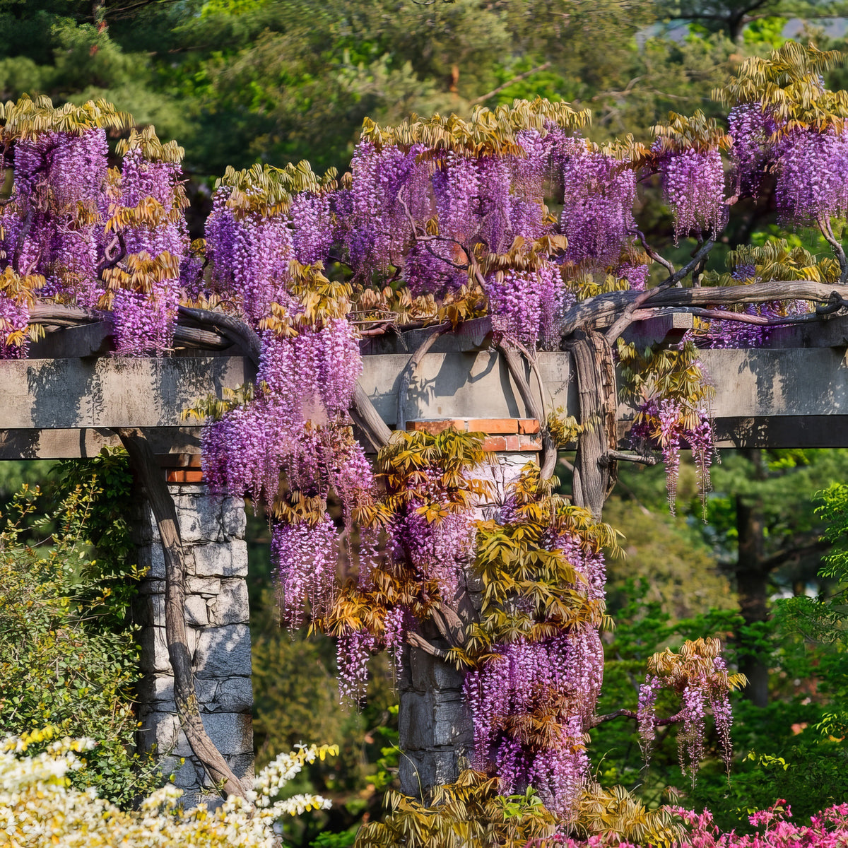 Black Dragon Wisteria  - 1 Gallon Pot