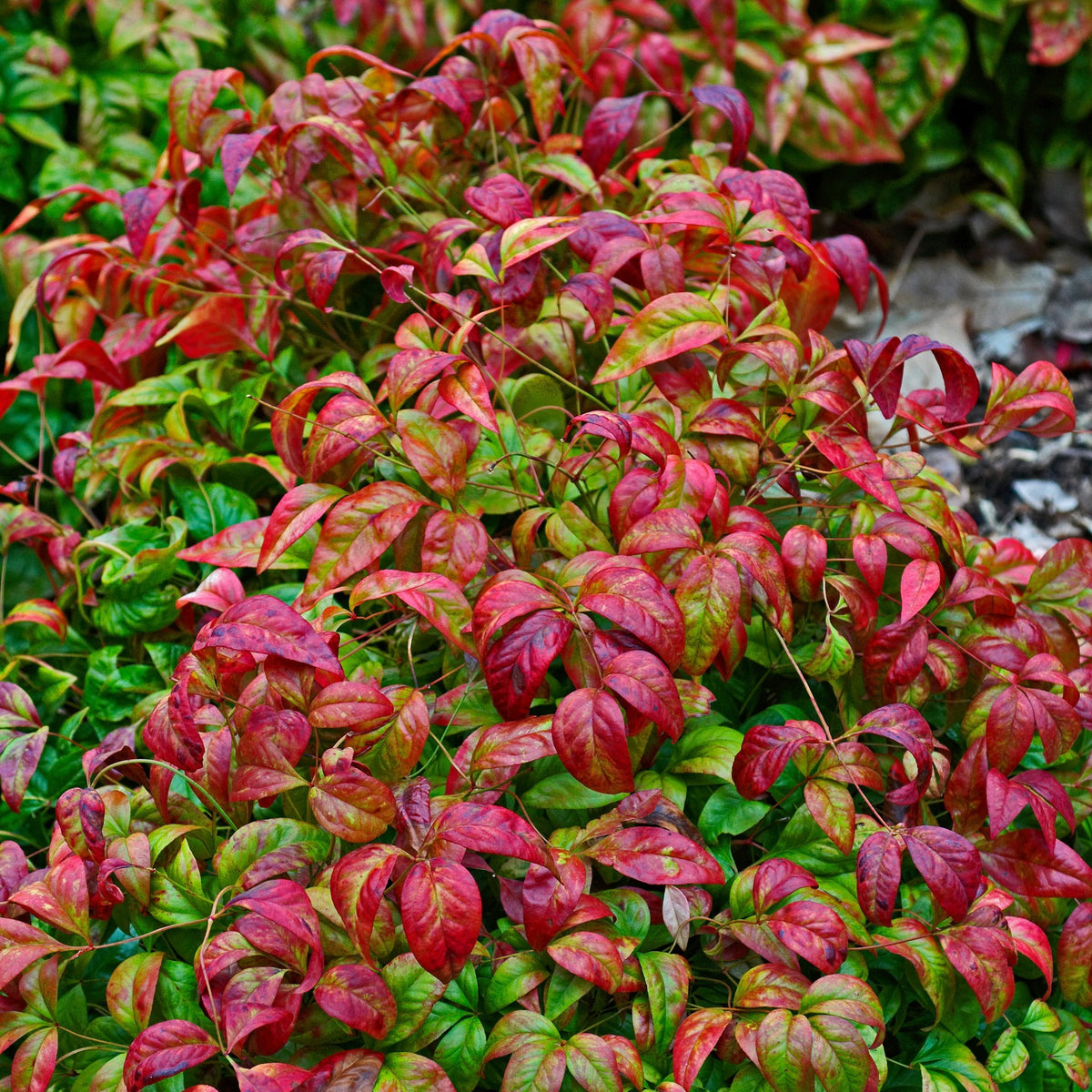 Nandina 'Fire Power' Heavenly Bamboo - 1 Gallon Pot