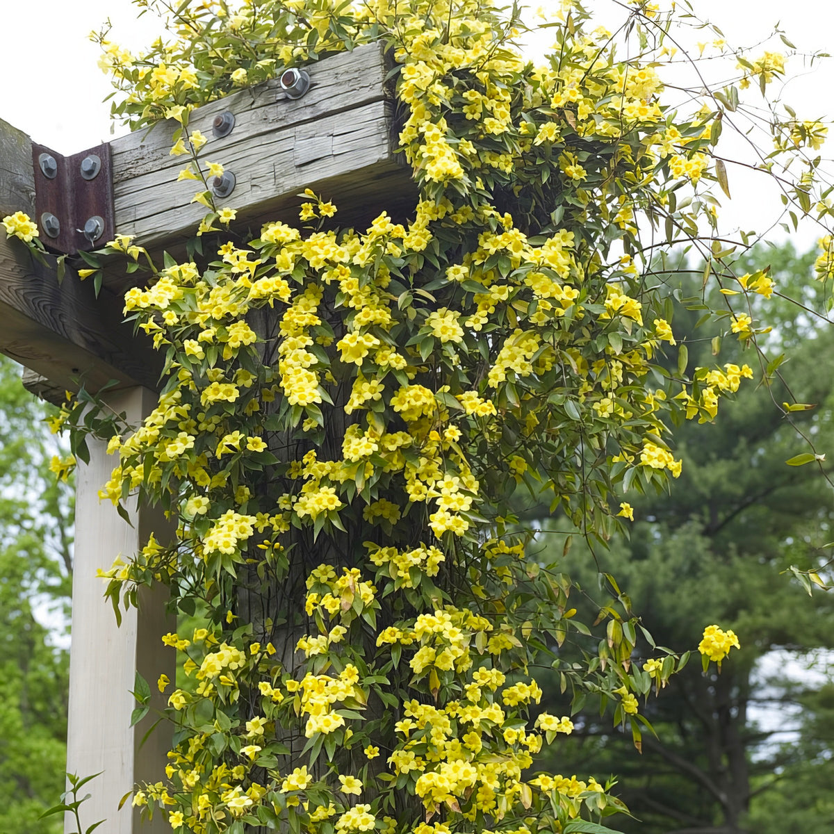 Gelsemium, Carolina Jessamine - 4" Pot