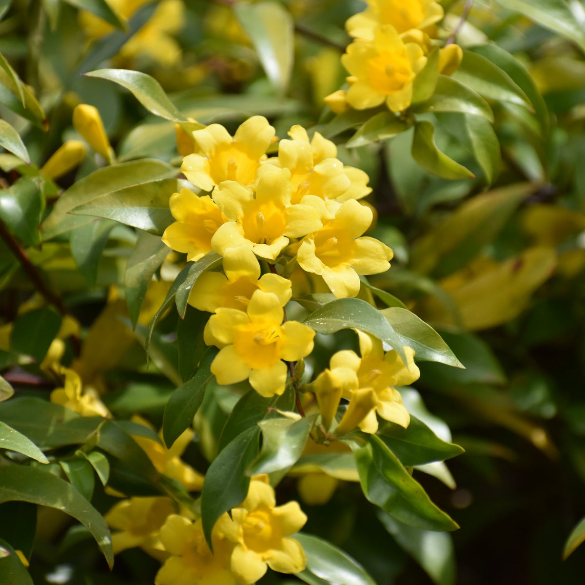 Gelsemium, Carolina Jessamine - 4" Pot