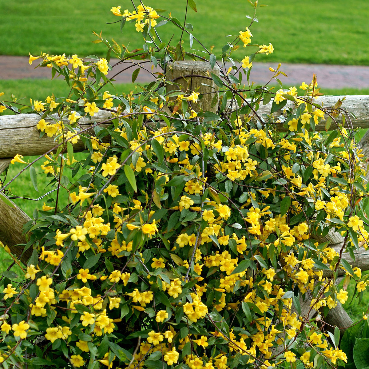 Gelsemium, Carolina Jessamine - 4" Pot
