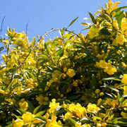 Gelsemium, Carolina Jessamine - 4" Pot