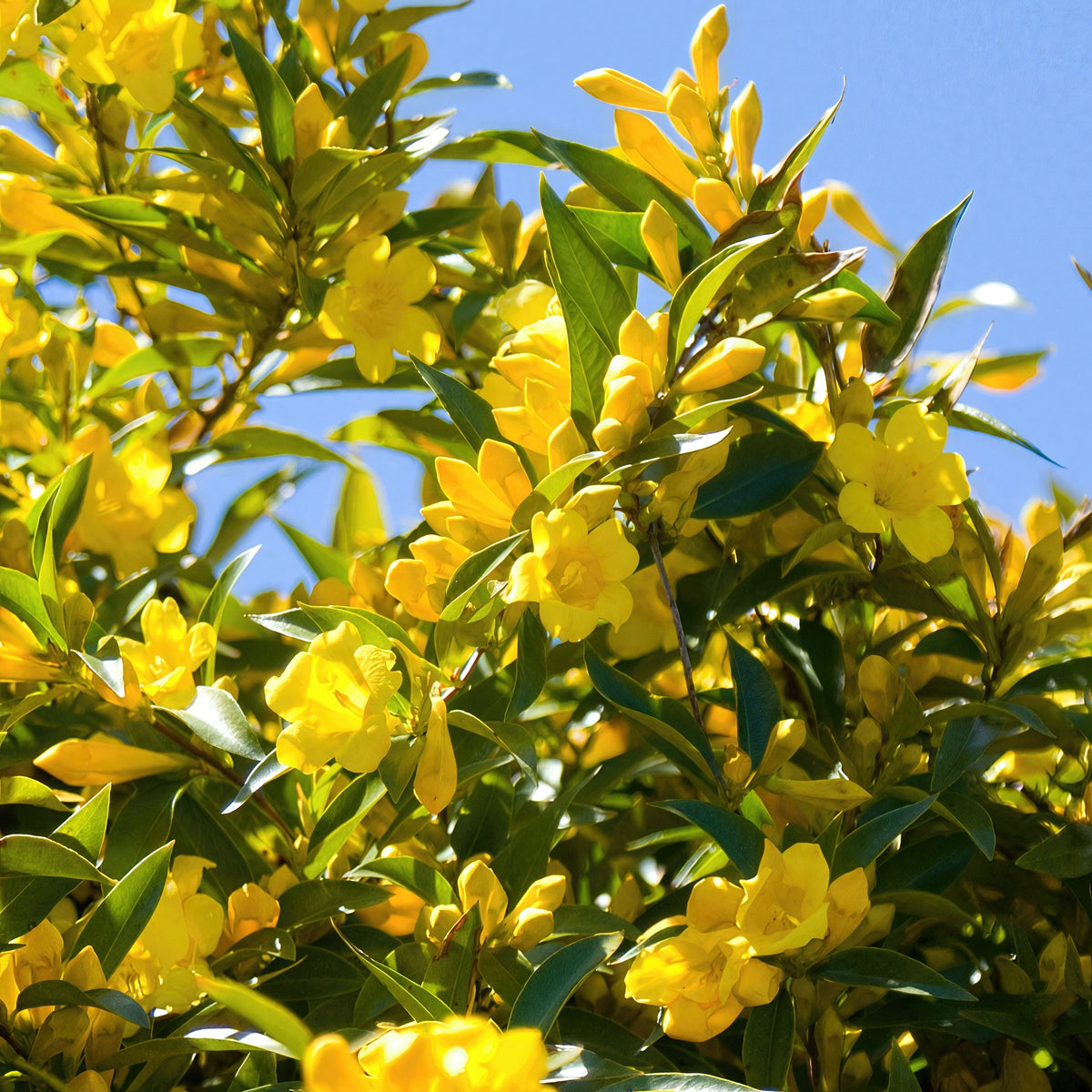 Gelsemium, Carolina Jessamine - 4" Pot