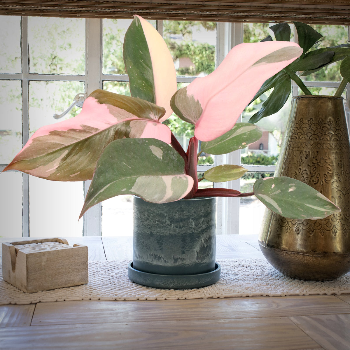 Deluxe Houseplant Club, Plant + Elevated Pot - Delivered Monthly, FREE Shipping!