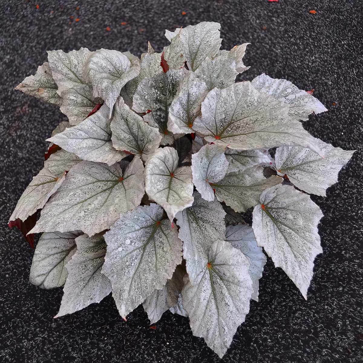 Deluxe Houseplant Club, Plant + Elevated Pot - Delivered Monthly, FREE Shipping!