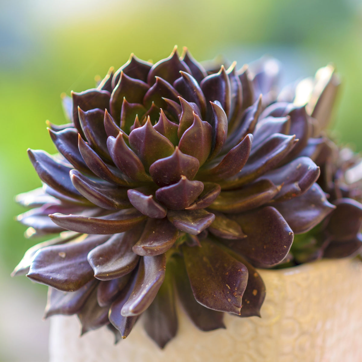 Deluxe Houseplant Club, Plant + Elevated Pot - Delivered Monthly, FREE Shipping!