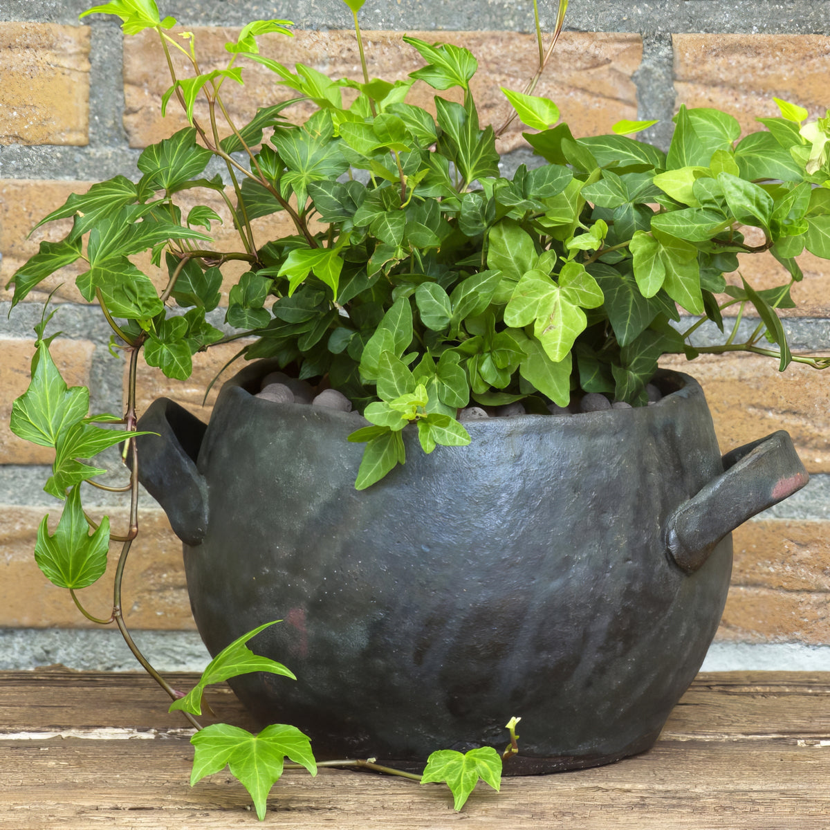 Hedera English Ivy, 4" Pot