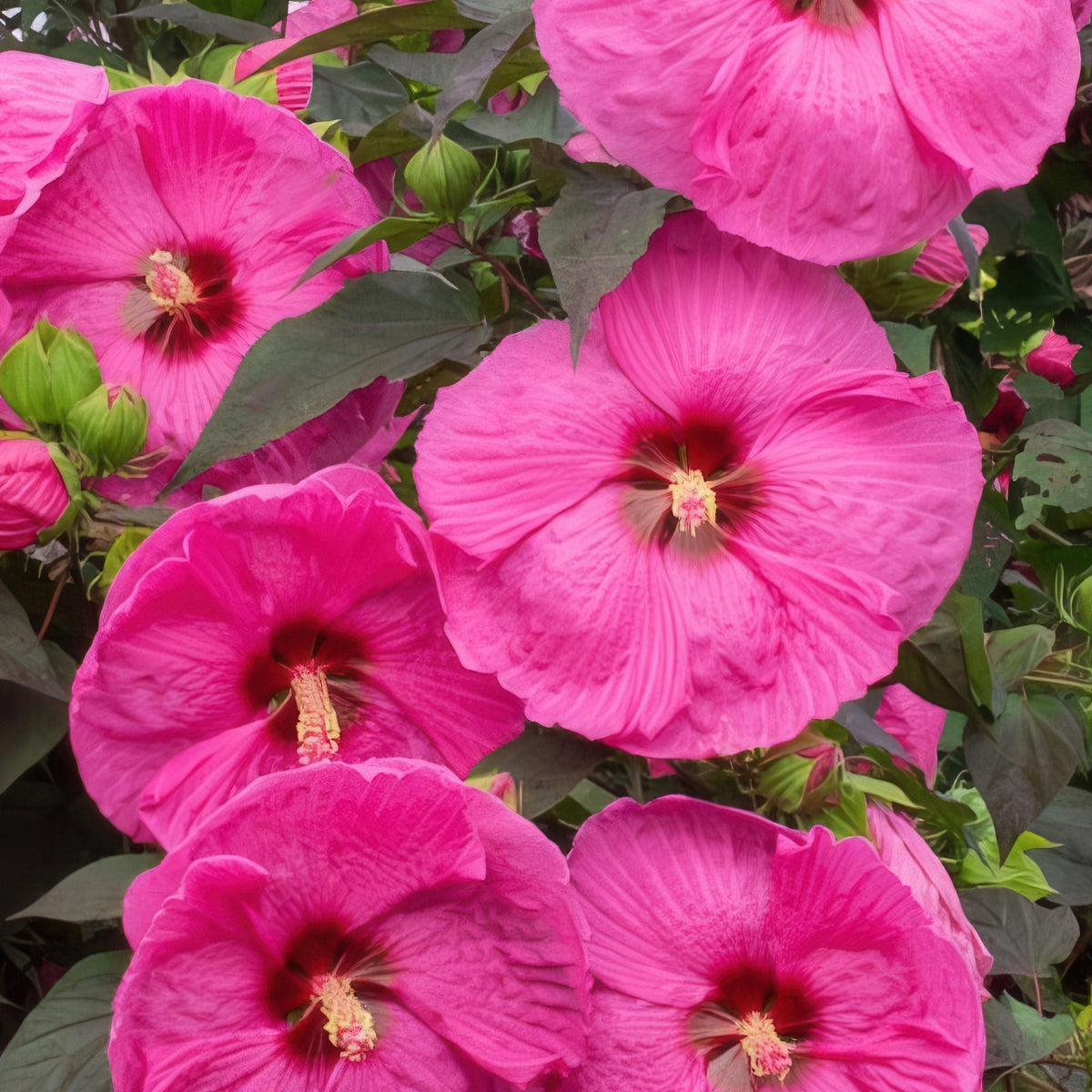 Hibiscus, Head Over Heels® 'Passion' - 1 Gallon Pot