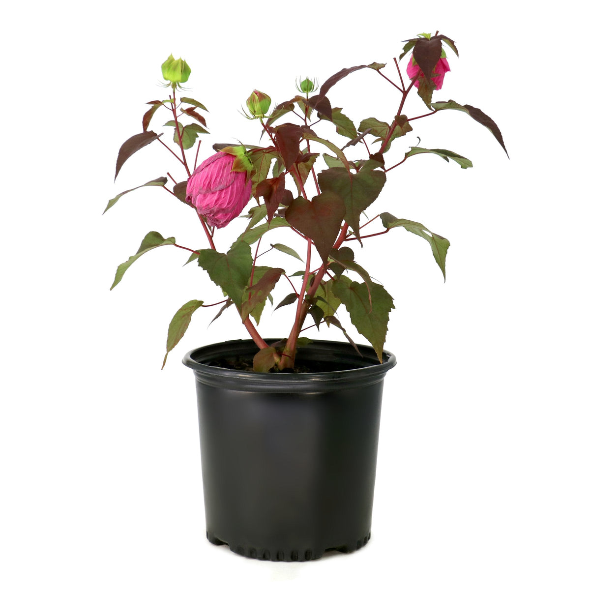 Hibiscus, Head Over Heels® 'Passion' - 1 Gallon Pot