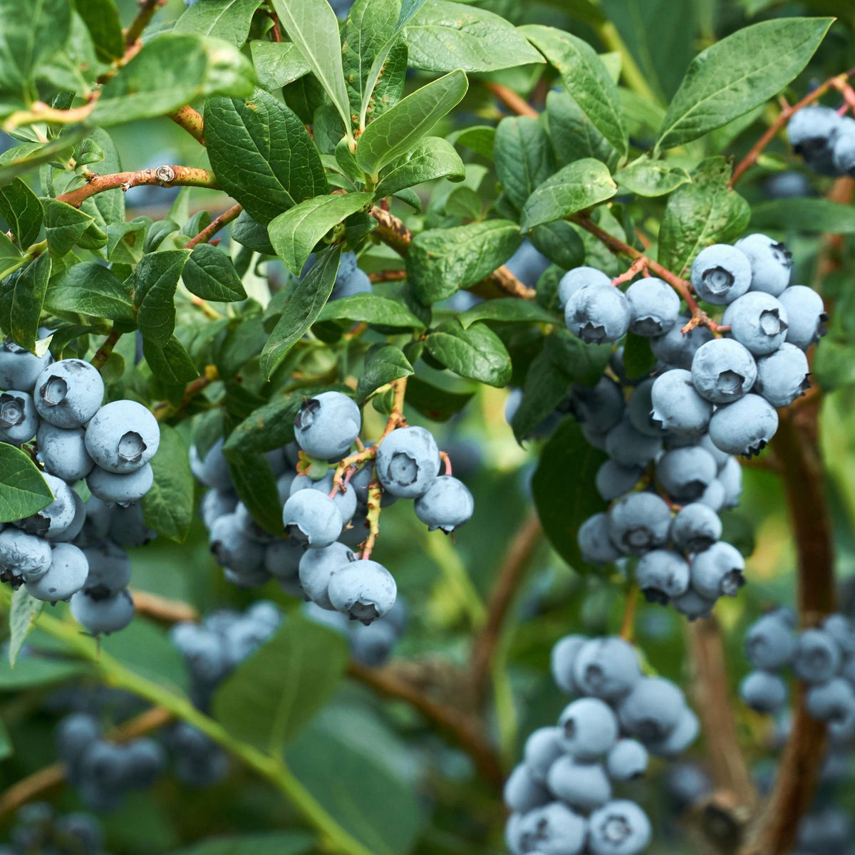 Vaccinium 'Legacy' Blueberry - 1 Gallon Pot