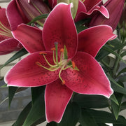 Lilium 'Sunny Keys' Lily – 6 Piece Bulb