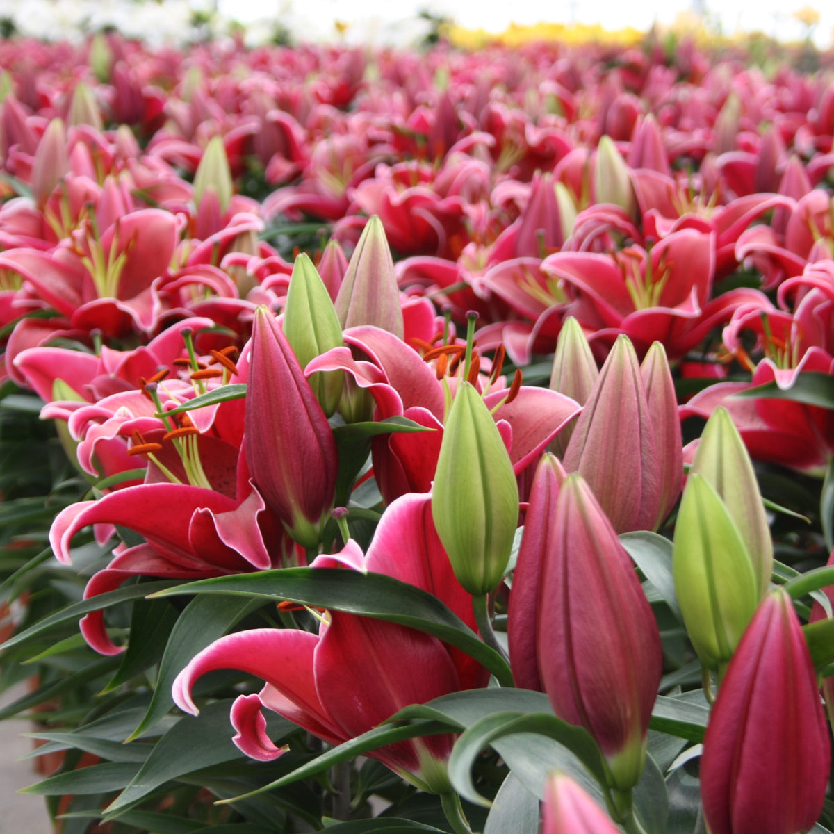 Lilium 'Sunny Keys' Lily – 6 Piece Bulb