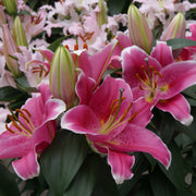 Lilium 'Sunny Martinique' Lily – 6 Piece Bulb