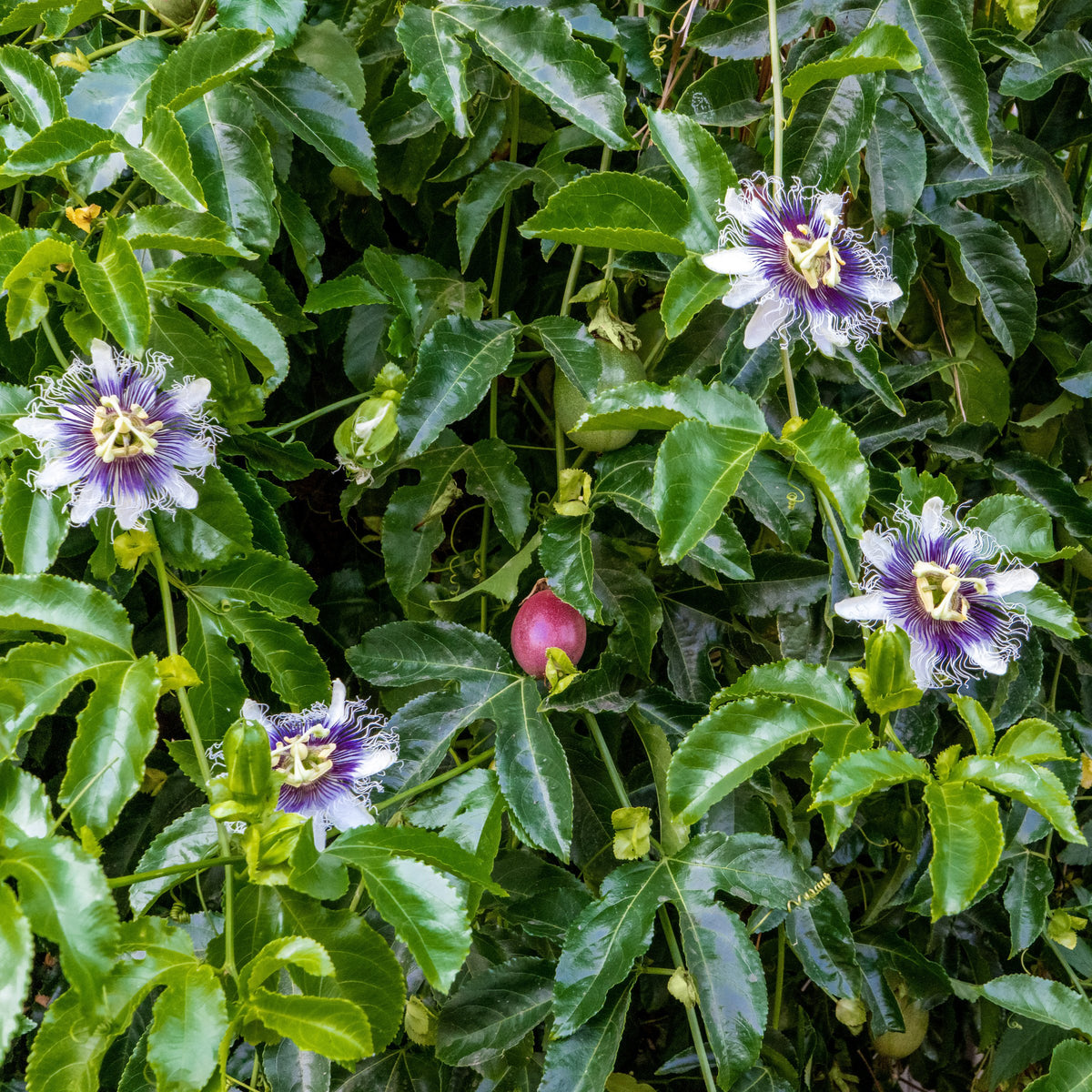 Passiflora Poppin Passion Vine -  4" Pot