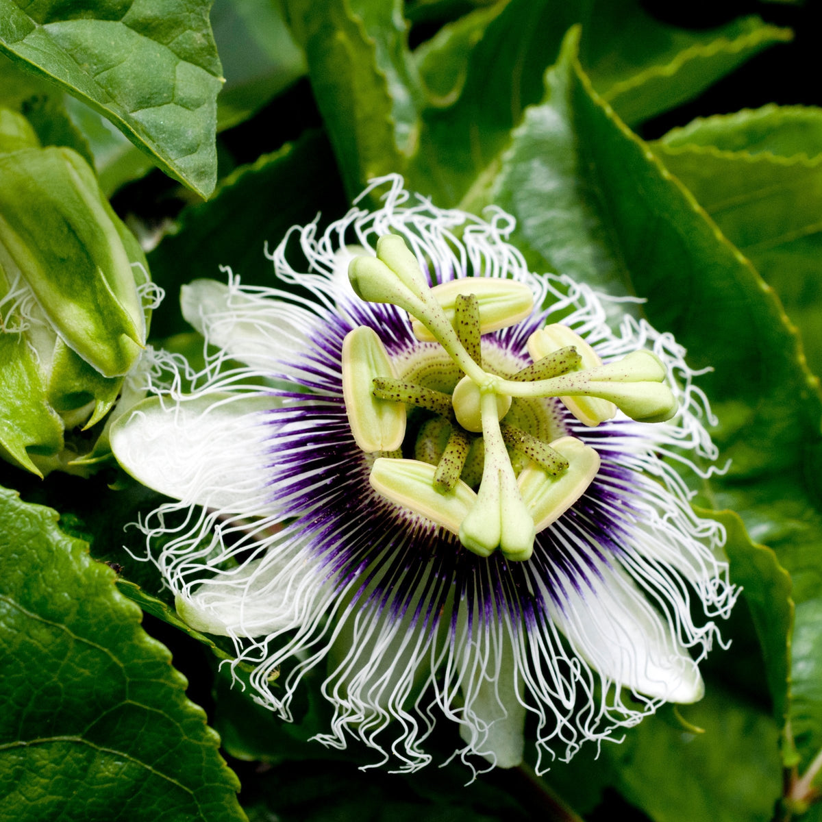 Passiflora Poppin Passion Vine -  4" Pot