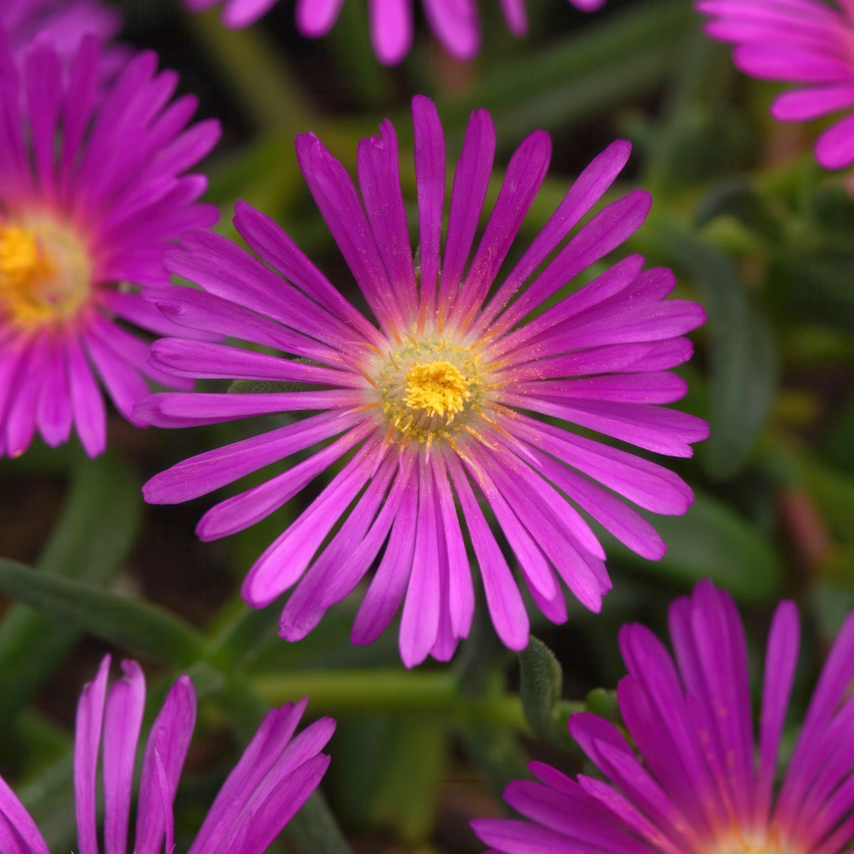 4 Piece Delosperma 'Ocean Sunset™ Violet' - 2.5" Pot