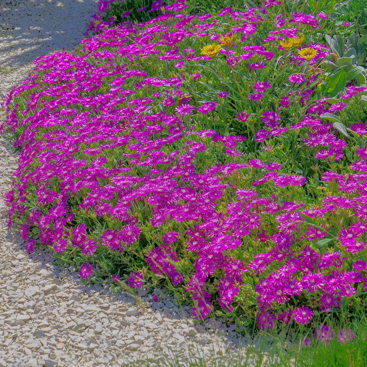 4 Piece Delosperma 'Ocean Sunset™ Violet' - 2.5" Pot