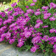 4 Piece Delosperma 'Ocean Sunset™ Violet' - 2.5" Pot