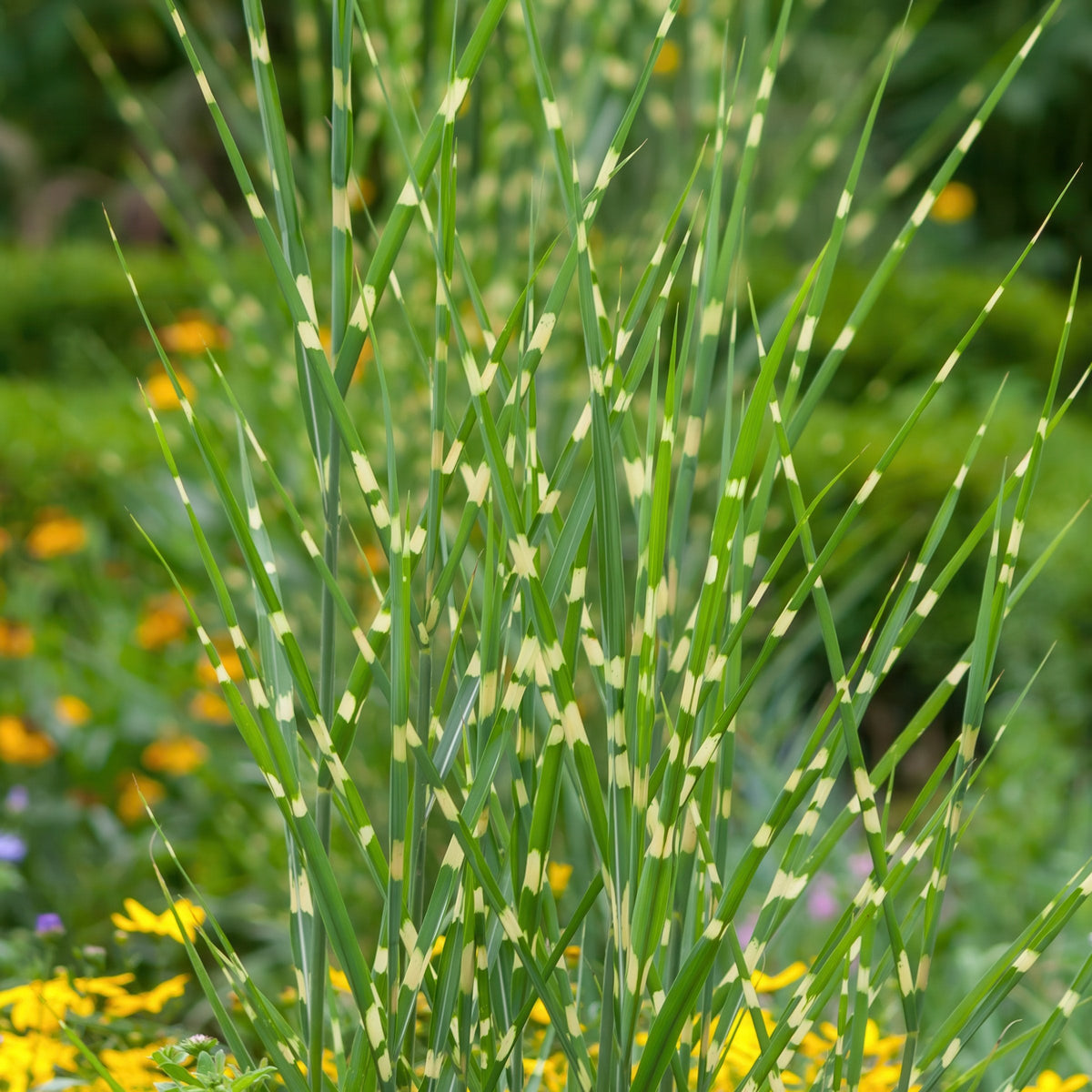 Miscanthus Malepartus - 4" Pot