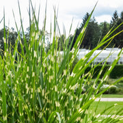 Miscanthus Malepartus - 4" Pot
