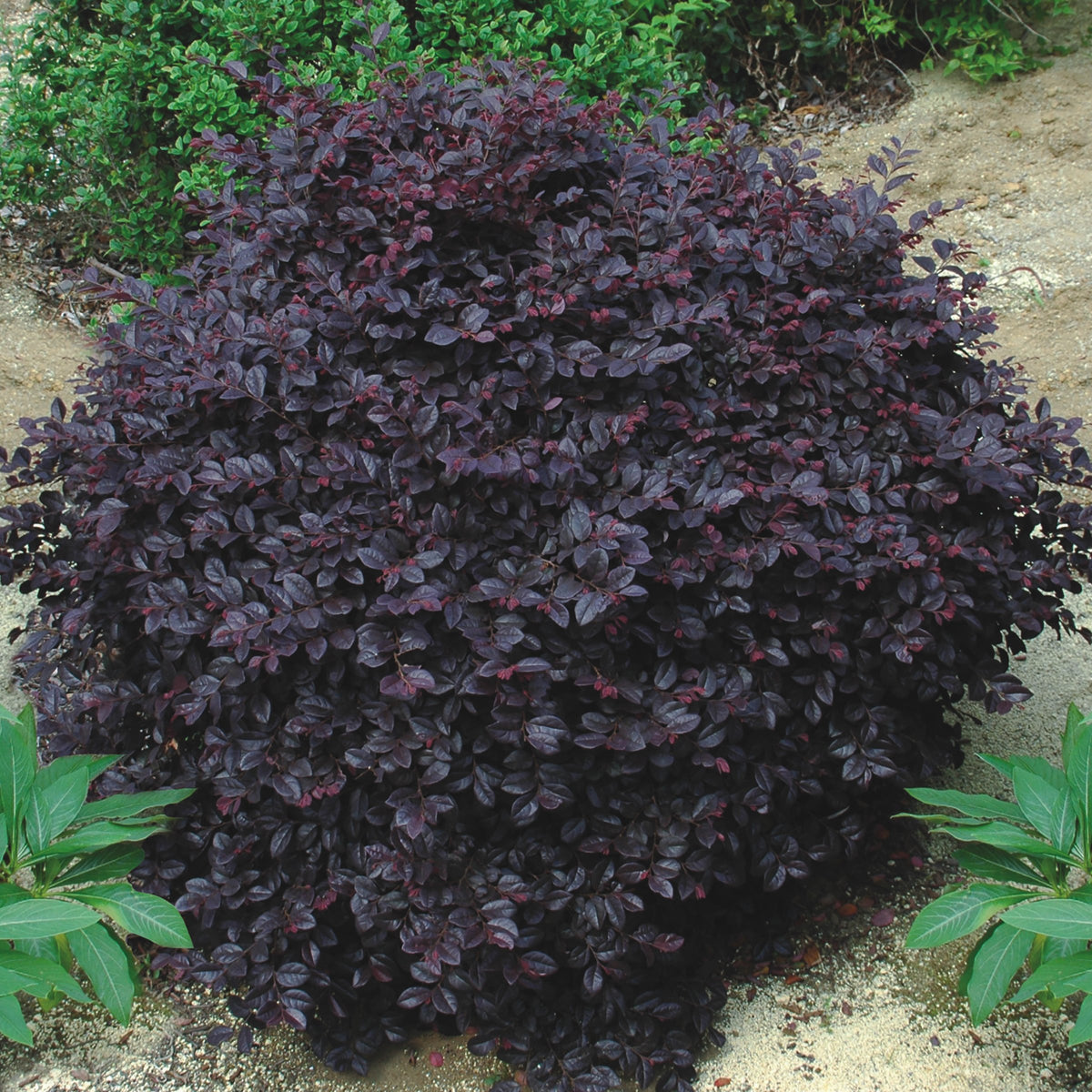 Loropetalum 'Cerise Charm' Fringe Flower Shrub - 1 Gallon Pot