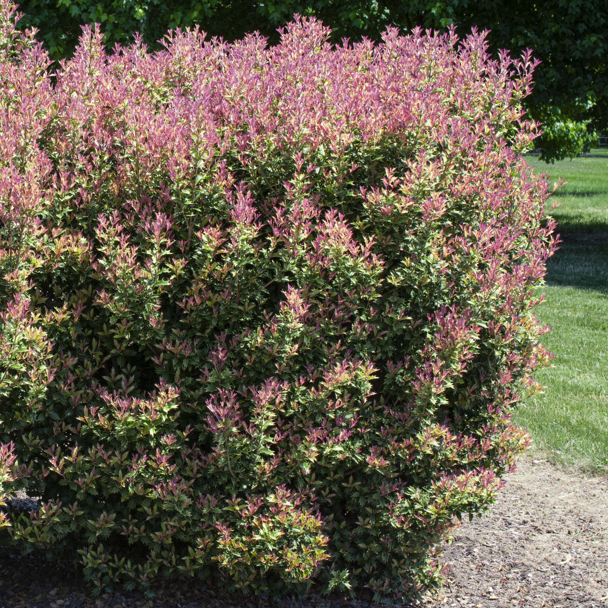 Osmanthus heterophyllus Party Lights™- 3 Gallon Pot