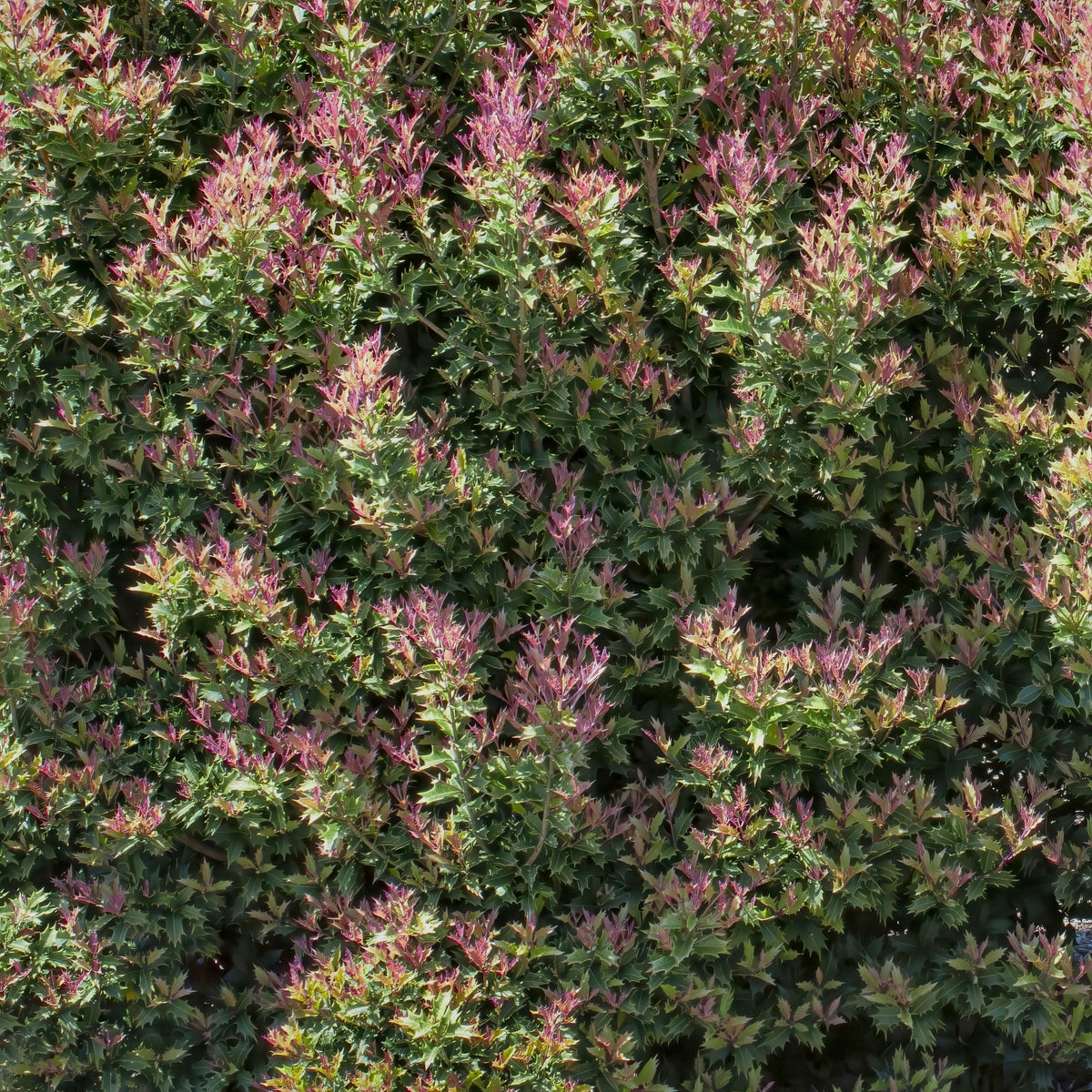Osmanthus heterophyllus Party Lights™- 3 Gallon Pot