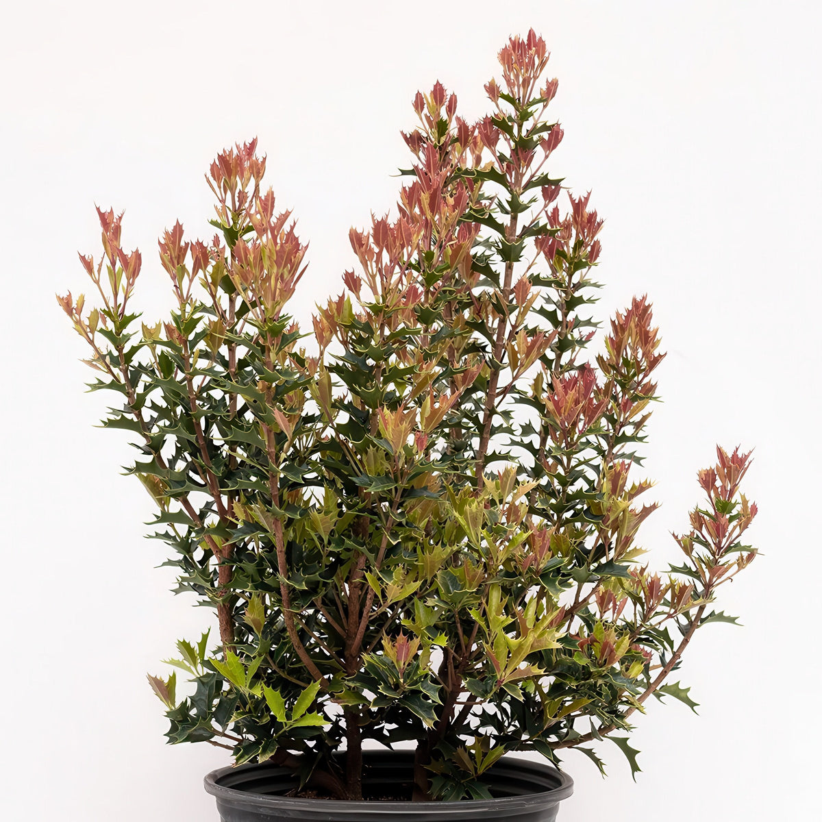Osmanthus heterophyllus Party Lights™- 3 Gallon Pot