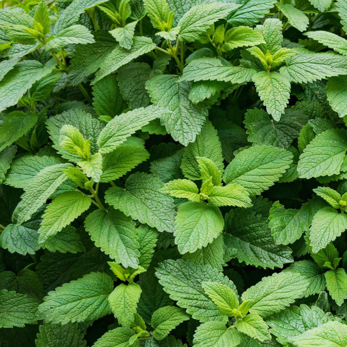 Mentha Spearmint - 4" Pot