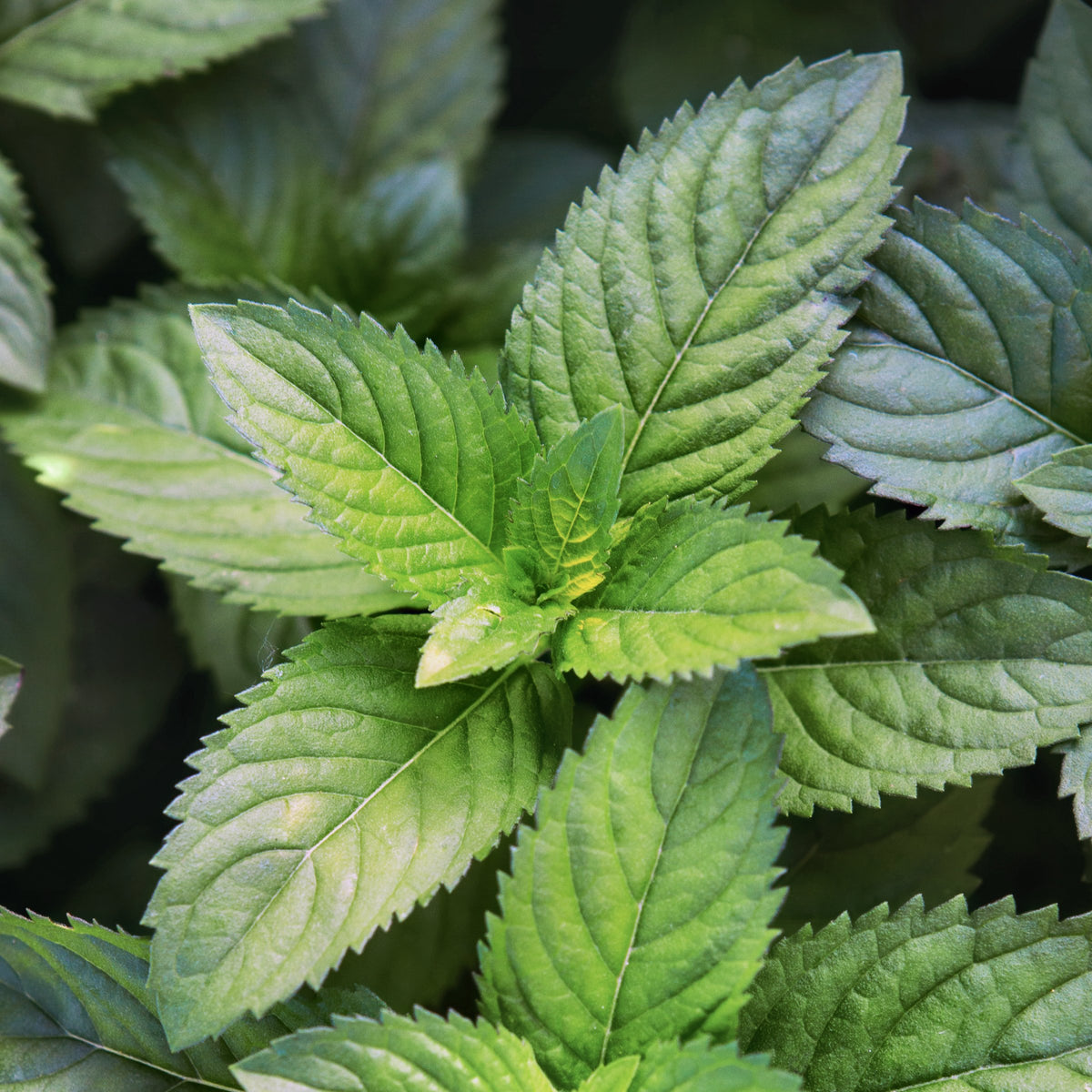 Mentha Spearmint - 4" Pot
