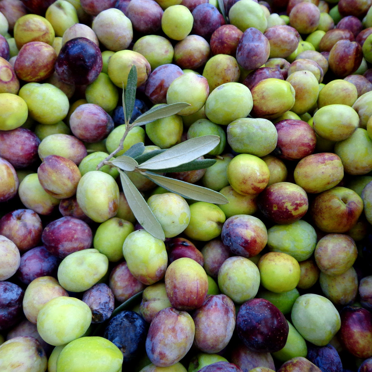 Arbequina Olive - 3 Gallon Pot