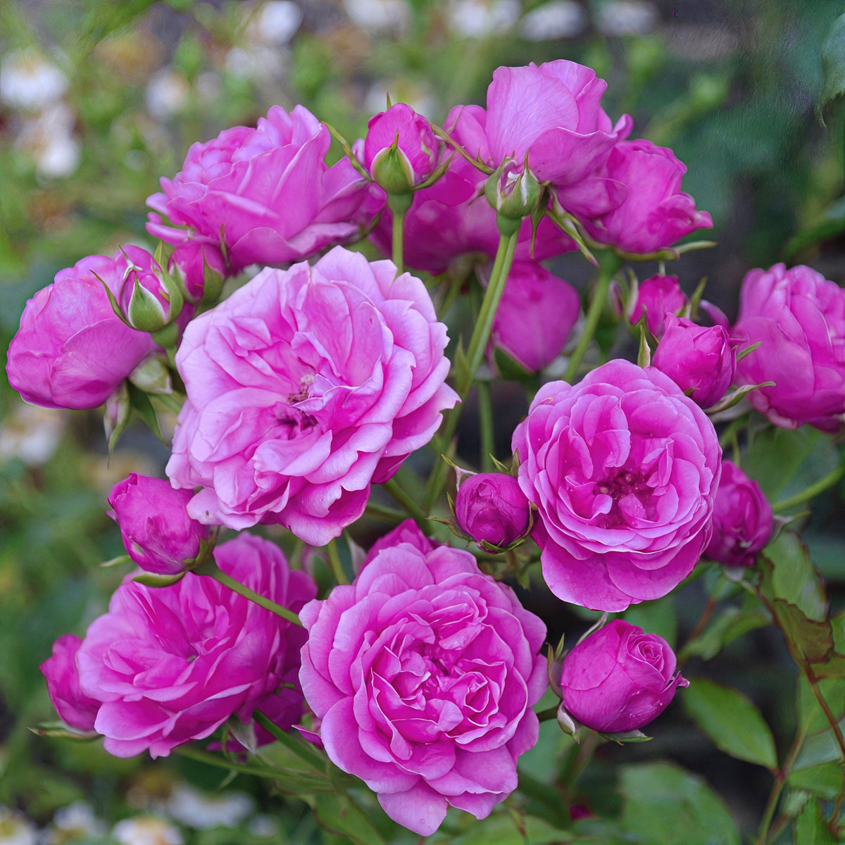 Rose Lavender Miniflora- 2.5" Pot