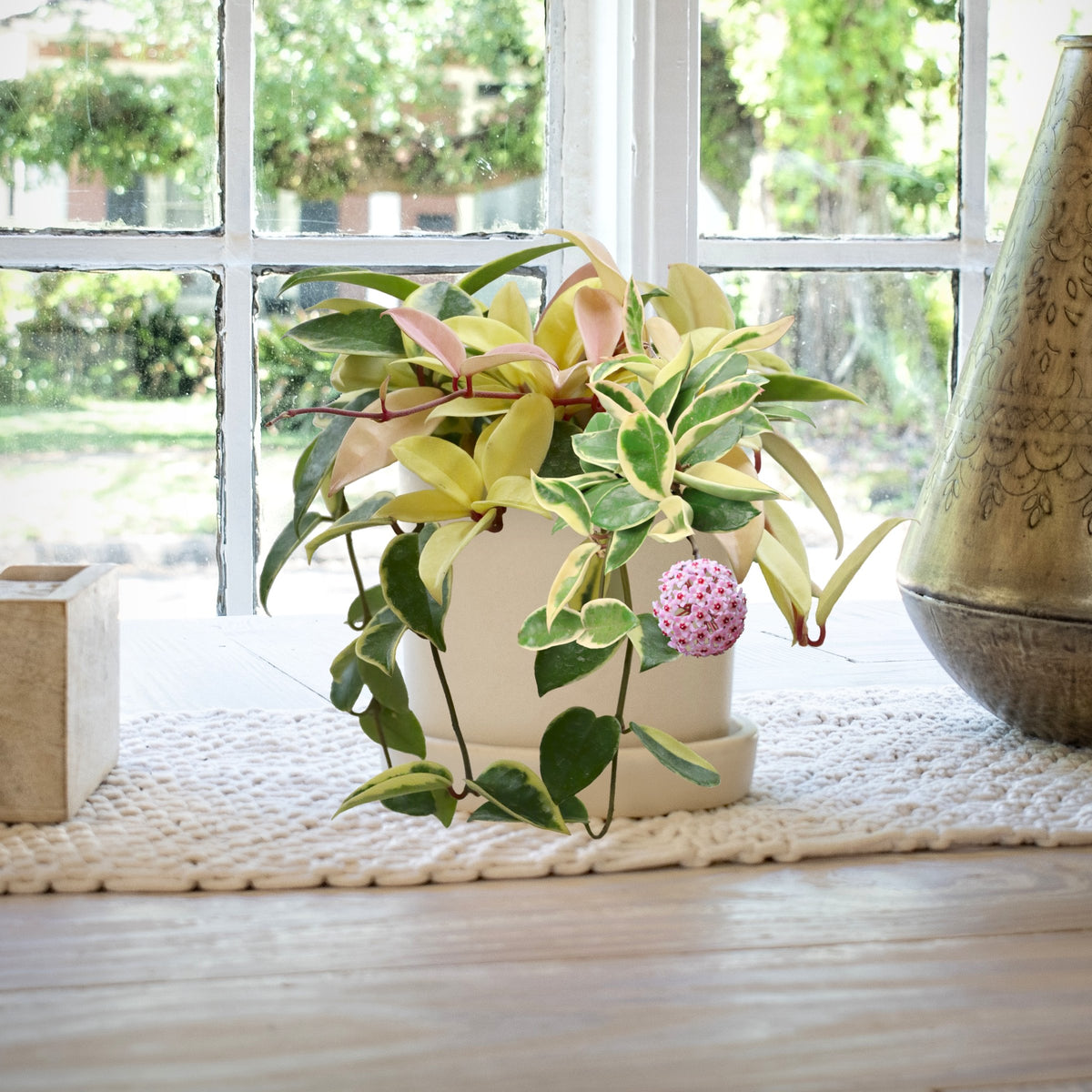 Deluxe Houseplant Club, Plant + Elevated Pot - Delivered Monthly, FREE Shipping!